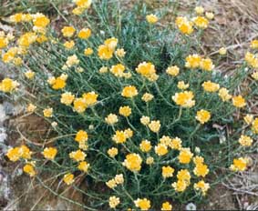 Immortelle
