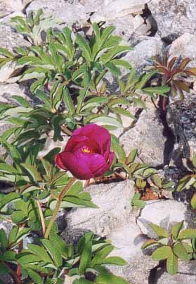 pivoine