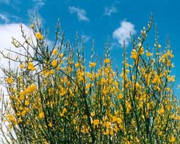 Spartium